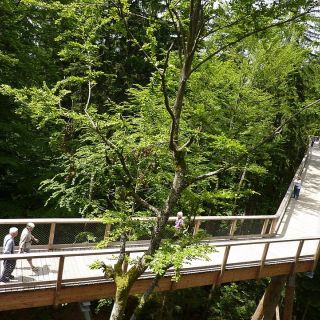Baumwipfelpfad Neuschönau, Weg zum Baumturm - Baumwipfelpfad Neuschönau Bayerischer Wald in der ErlebnisRegion Bayerischer Wald