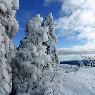 Eingeeiste Fichten am Gipfel des Lusen - Lusen in der ErlebnisRegion Bayerischer Wald