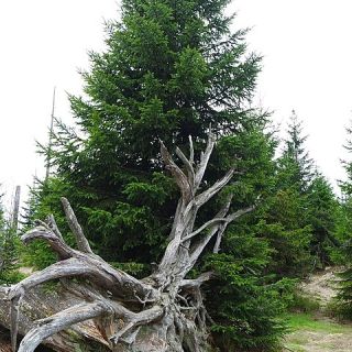Bizarre Baumskulptur Nahe des Lusengipfels - Lusen in der ErlebnisRegion Bayerischer Wald